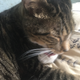Image for article titled Just Some Nice Pictures of Our Pets to Look at For No Particular Reason